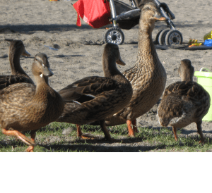 Duck family at Idylwood Park in Redmond