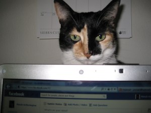 Kiki watching facebook Miriah's cat Kiki