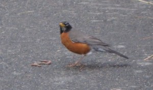 photo of a Robin, Western Washington, 2012