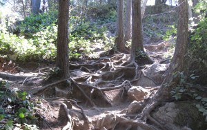 View along the Little Si Trail, North Bend, WA