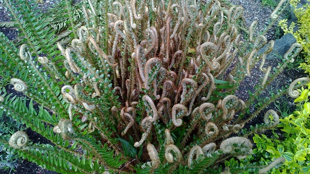 Photo of a fern Miriah saw on her walk in Bellevue on 30 April 2013