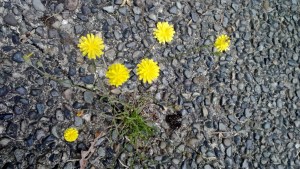 Nature finds a way to keep growing.