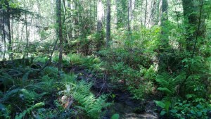 Farrel McWhirter Park, Redmond WA