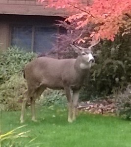 A deer visits my neighbor's yard.