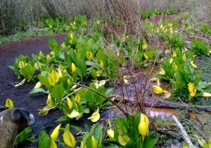 Skunk cabbage blooming at the Mercer