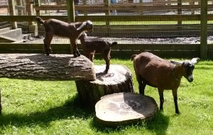 Goats at Farrel-McWhirter park
