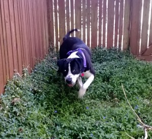 Miriah Hetherington's dog Teddy