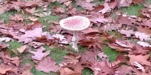 NaNoWriMo novels are like mushrooms that spring up suddenly (or some better metaphor)