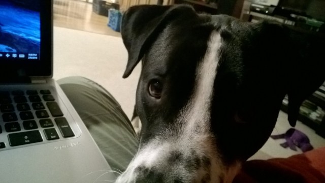 Miriah Hetherington's dog