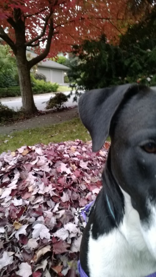 Miriah Hetherington maple leaves