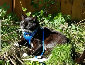 Malcolm the cat laying in his patch of catnip